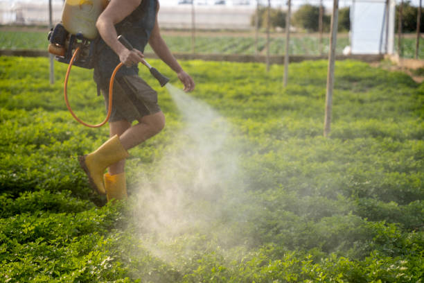 Best Pest Removal Services  in Hillsboro, TX