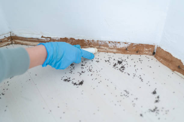 Best Wasp Removal Services  in Hillsboro, TX